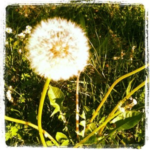 Random Croatian Countryside