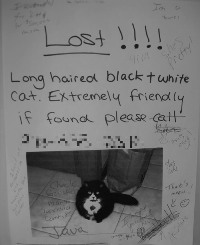 lost_cat_poster.jpg